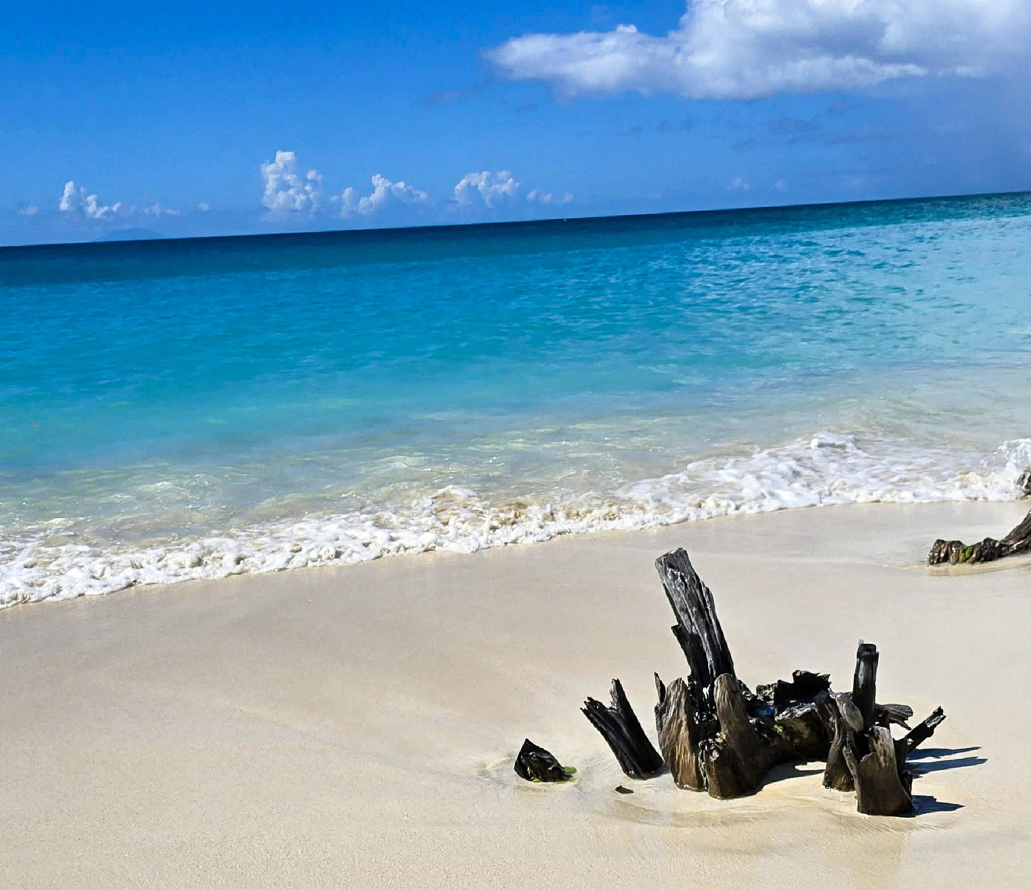 Beach with tree stump