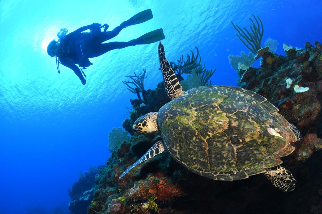 Scuba diver with turtle in ocean